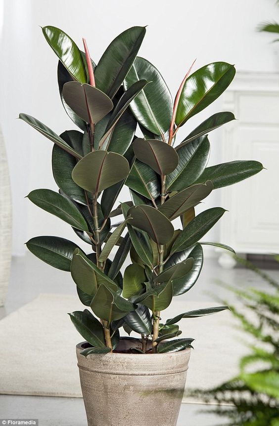 Rubber Plant (Indian Rubber Tree / Rubber Fig)